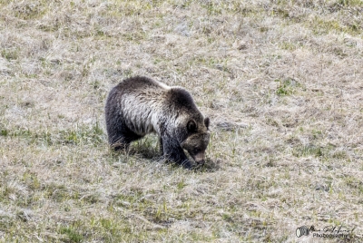 Grizzly Bear May 2025